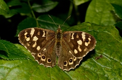 David Plant Photography - Wildlife Photography - Speckled wood - A